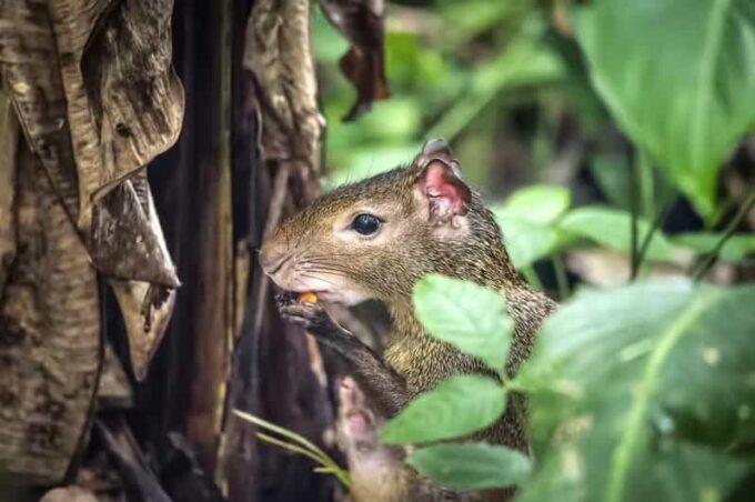 Rio De Janeiro: Tijuca National Park & Botanic Garden Tour - Frequently Asked Questions