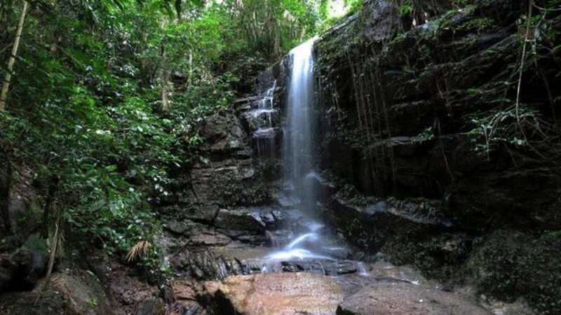 Rio De Janeiro: Tijuca National Park Ecotour - Inclusions