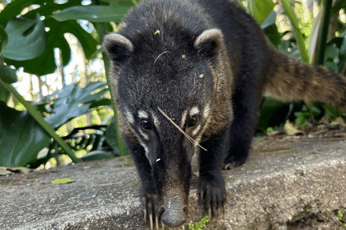 Rio De Janeiro: Tijuca National Park Tour - Language Options