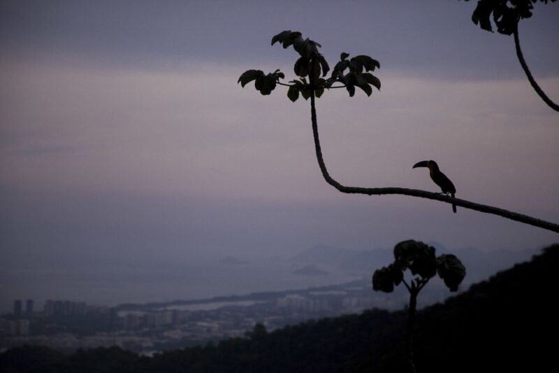 Rio: Half-Day Jeep Tour at Floresta Da Tijuca - Key Points