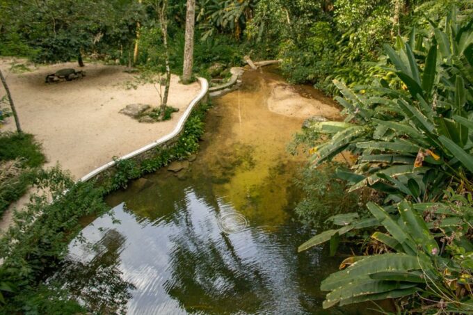 Rio: Half-Day Jeep Tour at Floresta Da Tijuca - Guided Exploration