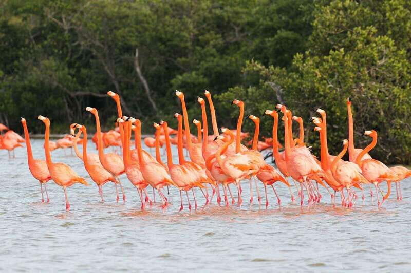 Rio Lagartos and Las Coloradas: EcoSafari Flamingo classic - Final Thoughts