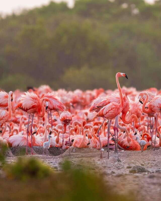 Rio Lagartos and Las Coloradas: EcoSafari Flamingo Luxury - Traveler Feedback & Authentic Insights