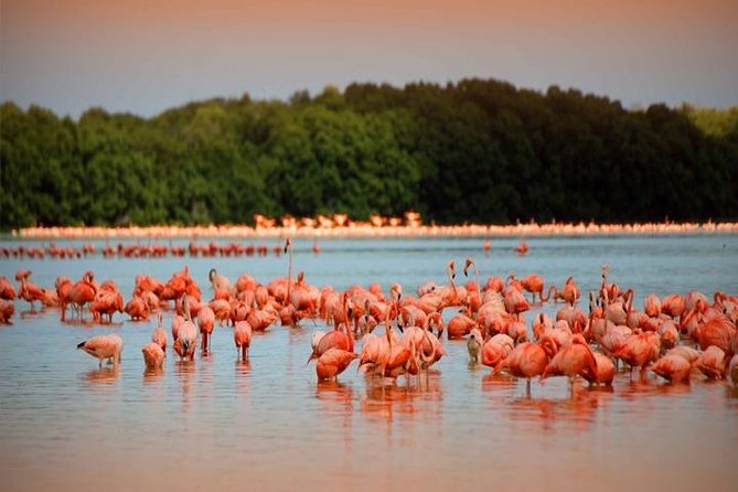 Río Lagartos and Las Coloradas Private Tour From Merida - Key Points