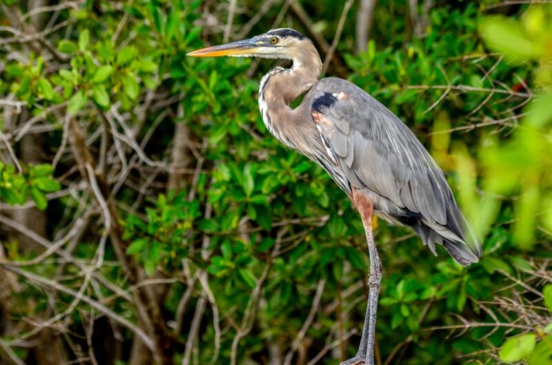 Rio Lagartos: Boat Tour Through the Nature Reserve - Key Points