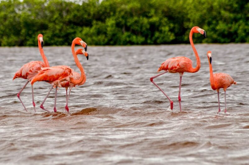 Rio Lagartos: Boat Tour Through the Nature Reserve - Wildlife and Nature