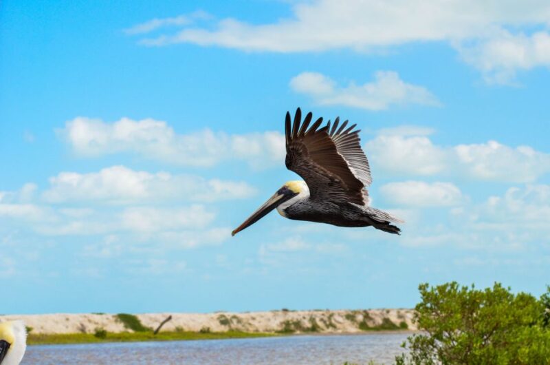 Rio Lagartos: Boat Tour Through the Nature Reserve - Tour Experience
