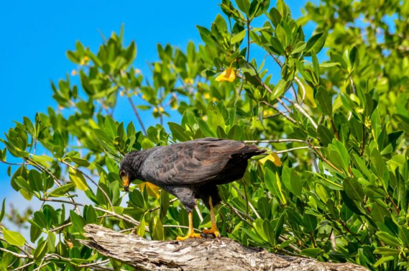 Rio Lagartos: Boat Tour Through the Nature Reserve - Guide and Insights