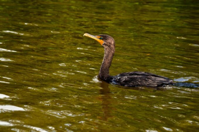 Rio Lagartos: Boat Tour Through the Nature Reserve - Meeting Point