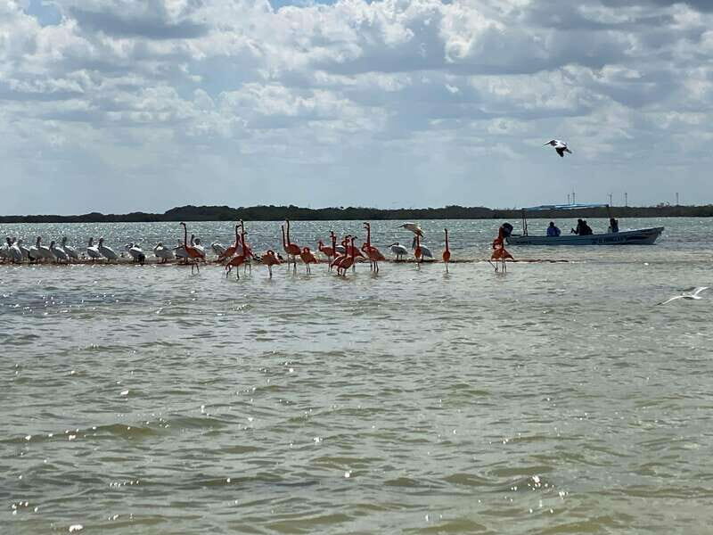 Rio Lagartos Expedition: boat journey through the mangrove - Key Points