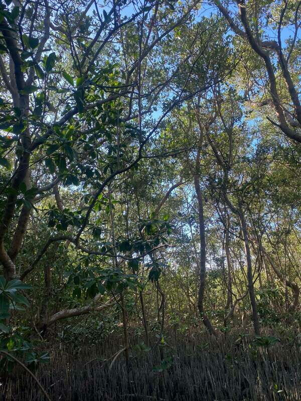 Rio Lagartos Expedition: boat journey through the mangrove - Exploring the Itinerary: What to Expect