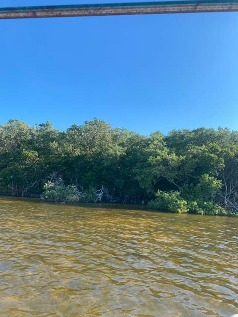 Rio Lagartos Expedition: boat journey through the mangrove - The Value of the Experience