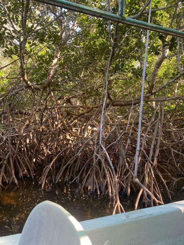 Rio Lagartos Expedition: boat journey through the mangrove - Detailed Breakdown of the Tour Stops
