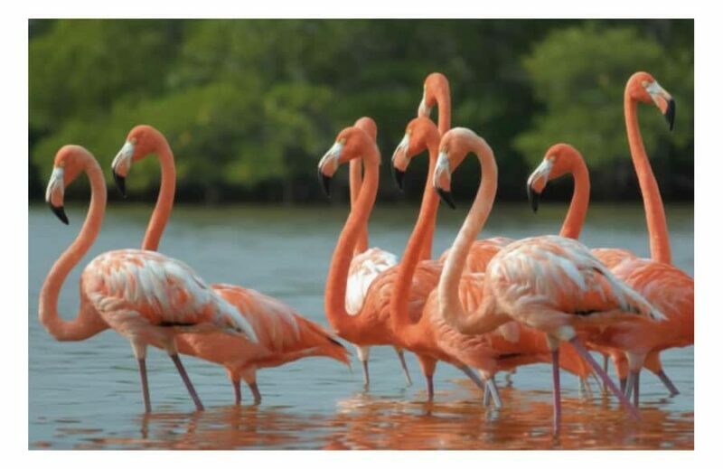 Río Lagartos: Flamingo-watching excursion and boat tour - An In-Depth Look at the Rio Lagartos Boat Tour