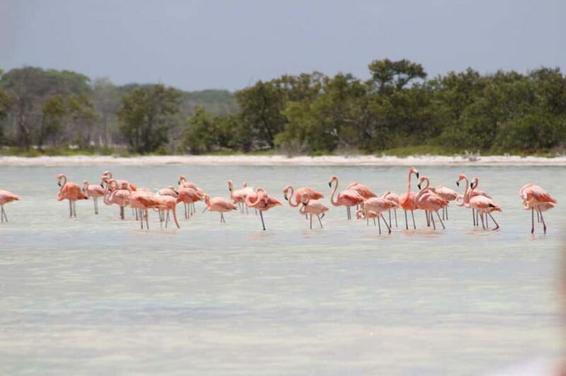 Río Lagartos: Flamingo-watching excursion and boat tour - Frequently Asked Questions