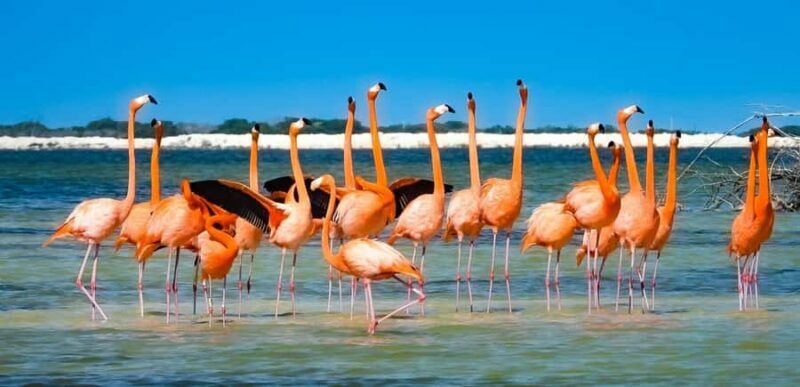 Río Lagartos & Las Coloradas Boat Tour: Flamingos, Mangroves - Key Points