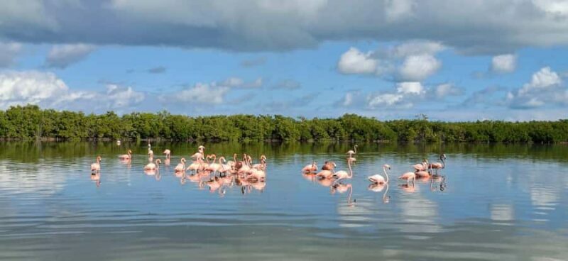 Río Lagartos & Las Coloradas Boat Tour: Flamingos, Mangroves - An In-Depth Look at the Río Lagartos & Las Coloradas Experience