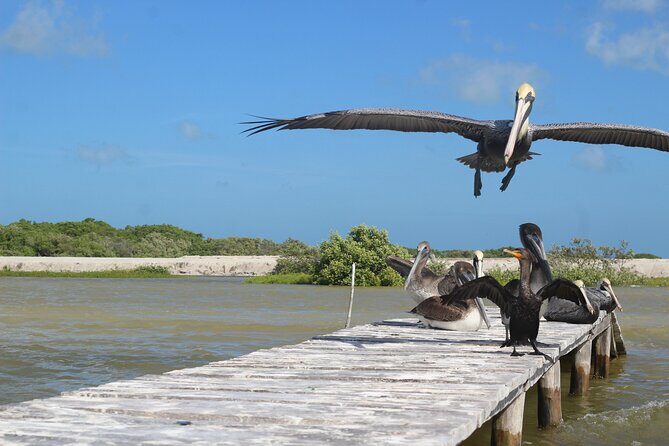 Rio Lagartos+Coloradas Tourist Collective (Lake Rosa)+Cenote - FAQ: Common Questions About the Tour
