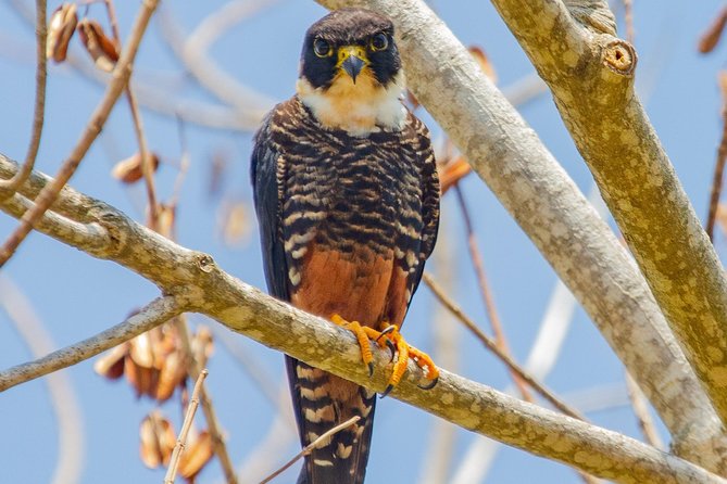 Rio Maya Bird Sanctuary and Spanish Lookout All Inclusive Birdwatching Tour - Key Points