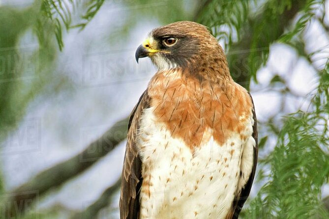 Rio Maya Bird Sanctuary and Spanish Lookout All Inclusive Birdwatching Tour - Accessibility Considerations