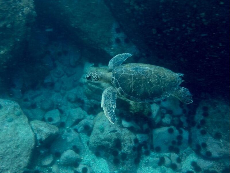 Rio: Snorkel & Swim With Turtles Tour at Tijuca Islands - Exploring the Islands