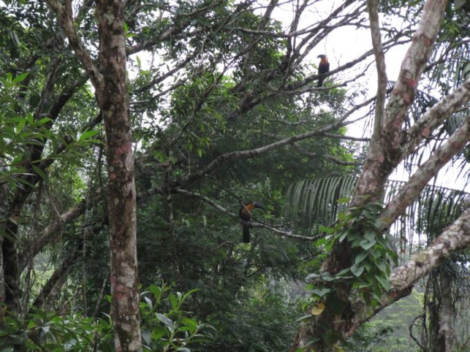 Rio: Tijuca Forest Historical Hike & Cachoeira Das Almas - Discovering Tijuca Waterfall