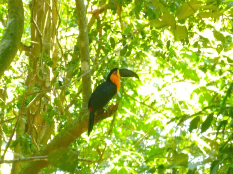 Rio: Tijuca National Park Guided Hike With Hotel Transfers - Hotel Pickup and Drop-off