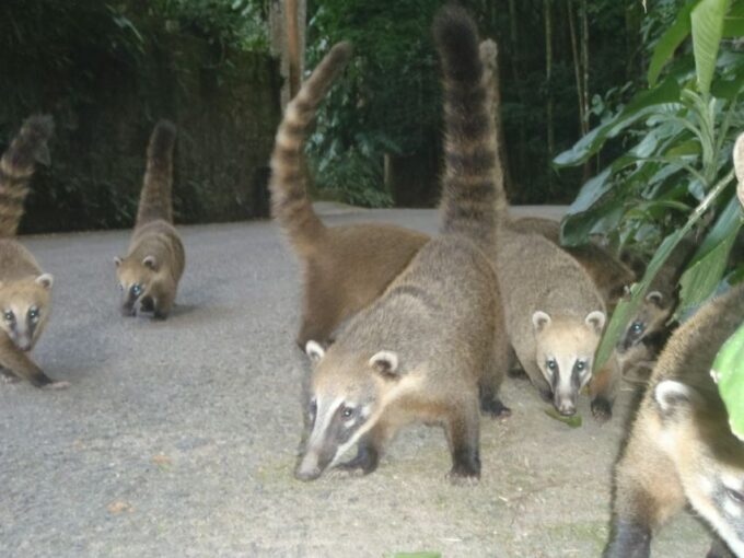 Rio: Tijuca National Park Guided Hike With Hotel Transfers - Tour Availability and Booking