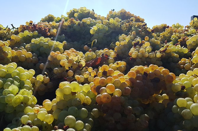 Rioja Full Experience Tour From San Sebastian With Lunch - Accessibility and Requirements