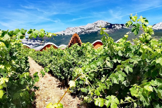 RIOJA UNCORKED - Private Enological Adventure - Winery Experiences