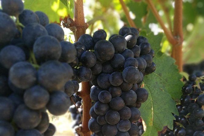 Rioja Wine Private Tour From San Sebastian - Discovering Local Culture and History