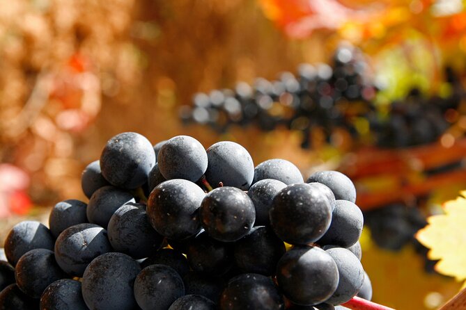 Rioja Wine Region With Visit to Winery & Vitoria-Gasreiz - Participant Requirements and Cancellation Policy