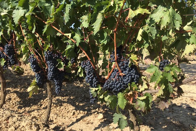 Rioja Wine Tour: 2 Wineries From Bilbao - Inclusions