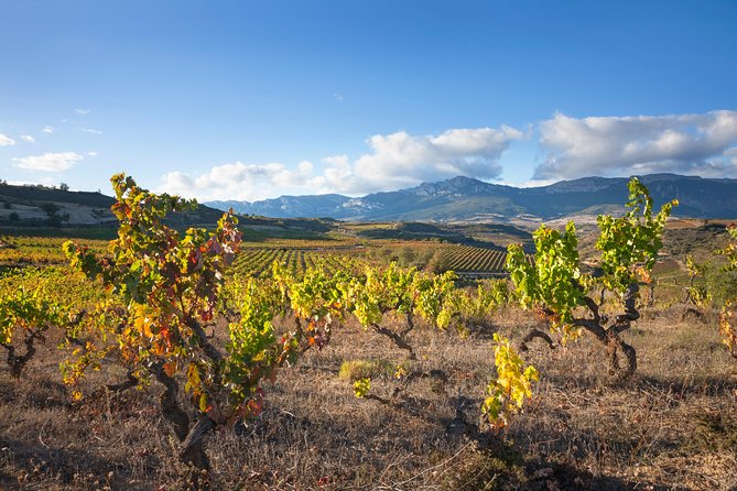 Rioja Wine Tour: 2 Wineries From Bilbao - Requirements
