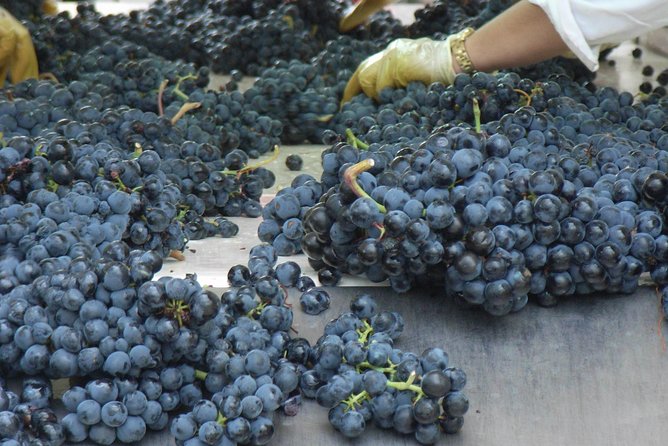 Rioja Wine Tour: 2 Wineries From Bilbao - Highlights