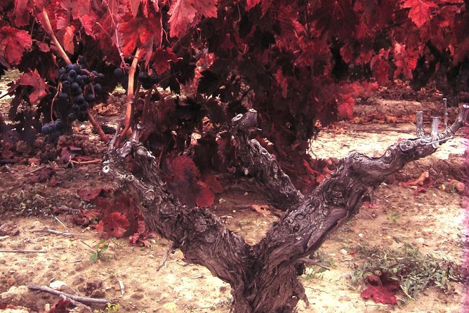 Rioja Wine Tour: 2 Wineries From Bilbao - Tasting Experiences