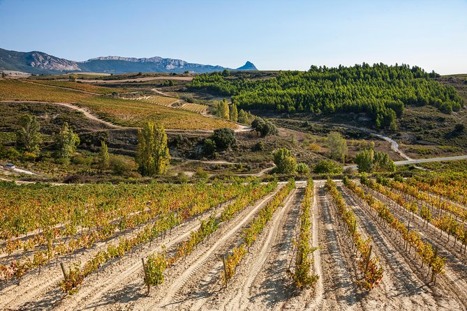 Rioja Wine Tour: 2 Wineries Visit With Tasting From San Sebastian - Tour Overview Highlights