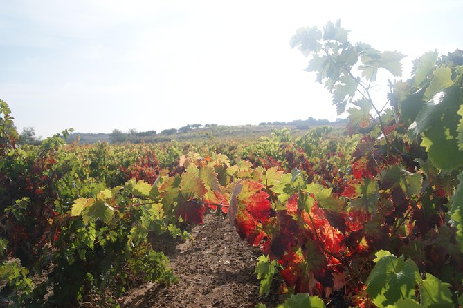 Rioja Wine Tour: Winery, Tasting & Lunch From San Sebastian - Meeting and Pickup Information