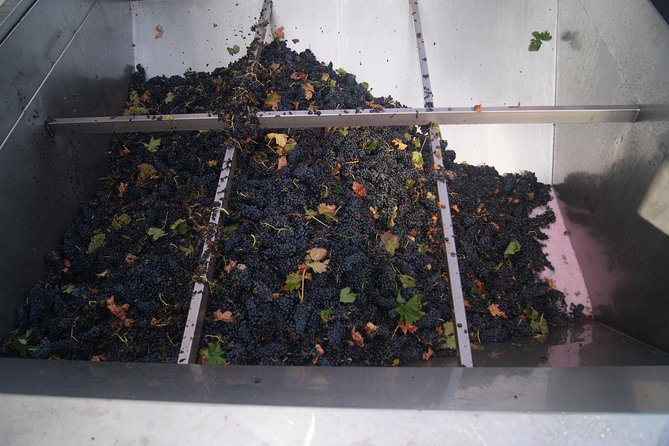 Rioja Wine Tour: Winery, Tasting & Lunch From San Sebastian - Winery and Vineyard Visit