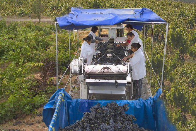 Rioja Wine Tour: Winery, Tasting & Lunch From San Sebastian - Tour Conditions and Additional Information
