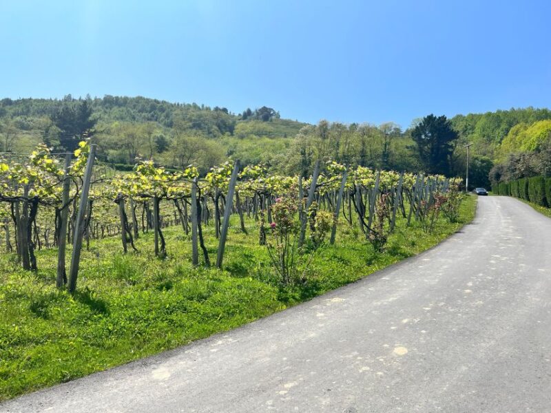 Rioja Wineries VIP Tour - Winery Experiences