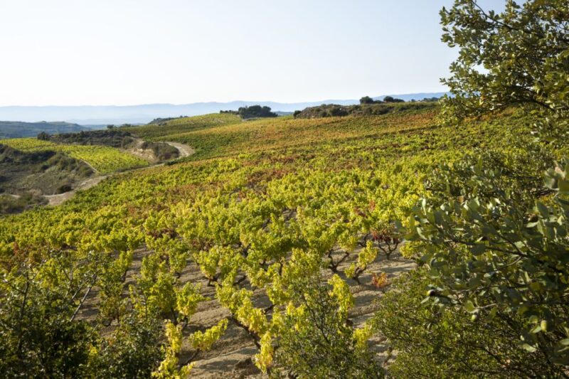 Rioja Winery & Traditional Lunch From Pamplona or Logroño - Booking and Cancellation