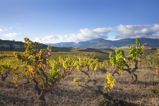 Rioja Winery & Traditional Lunch From Pamplona or Logroño - Frequently Asked Questions