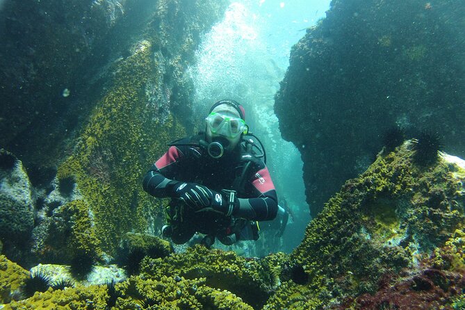 Rios Best Dive Experience All Inclusive Scuba Diving Package! - Key Points