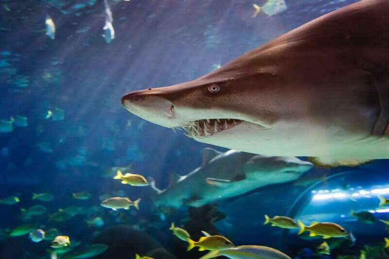 Ripley's Aquarium: Sharks After Dark Entry (After 5PM) - A Closer Look at the Experience