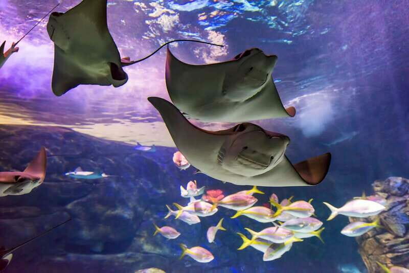 Ripley's Aquarium: Sharks After Dark Entry (After 5PM) - The Sum Up