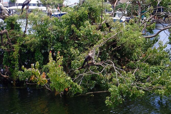 River Cruise Tour With Manatee Viewing - Pricing and Ratings