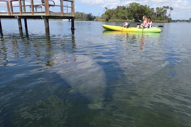 River Cruise Tour With Manatee Viewing - Traveler Participation