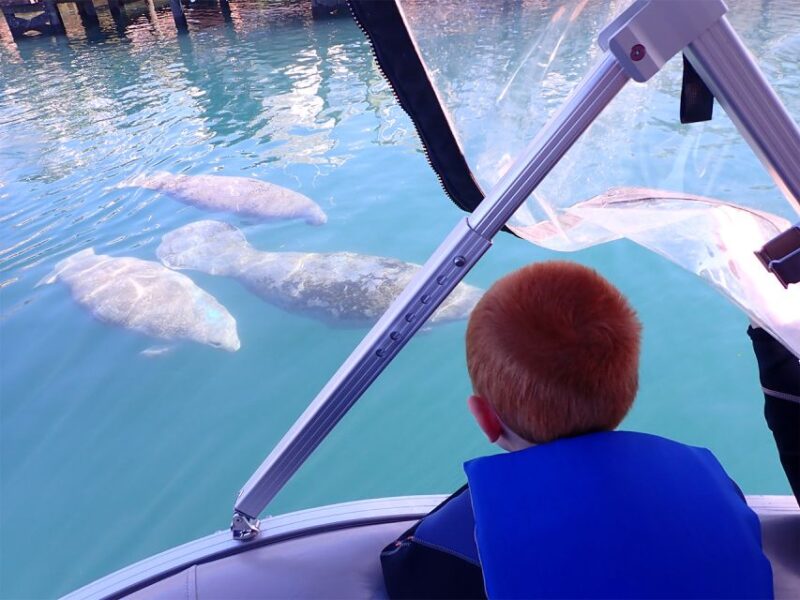 River Cruise With Manatee Viewing - Wildlife and Ecosystem