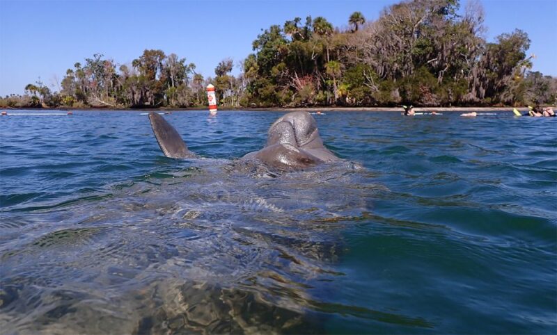 River Cruise With Manatee Viewing - Customer Feedback